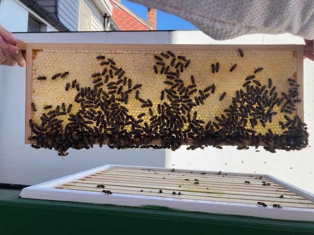 Een raat vol honing en bijen, boven de kast op een dak in Hasselt